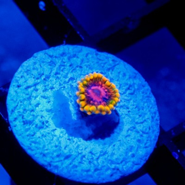 ACI Cultured Master Mind Zoanthid - SAQ Coral Farm