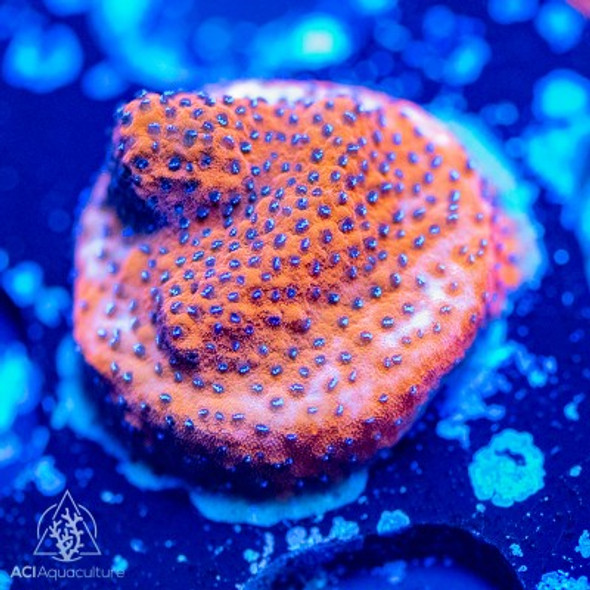 ACI Cultured Mystic Sunset Montipora (3/4" - 1") - SAQ Coral Farm