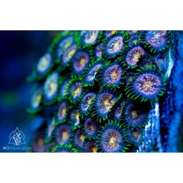 ACI Cultured Nirvana Zoanthids - SAQ Coral Farm