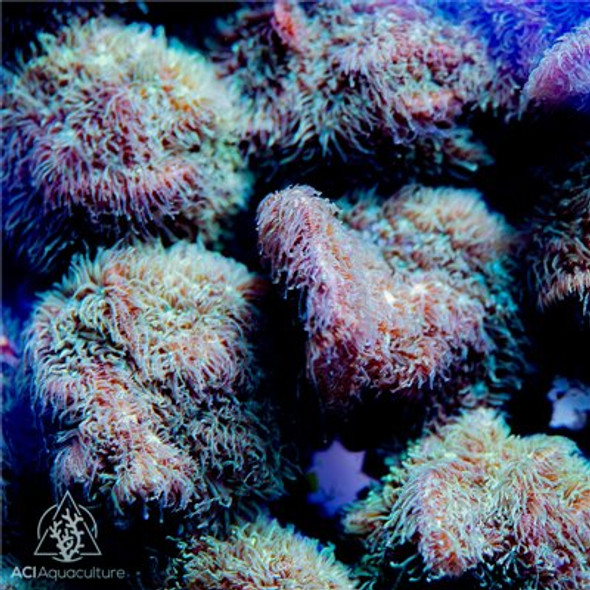 ACI Cultured Fuzzy Pavona (3/4" - 1") - SAQ Coral Farm