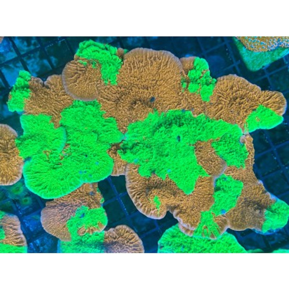 ACI Cultured Nuclear Fusion Grafted Montipora (3/4" - 1") - SAQ Coral Farm