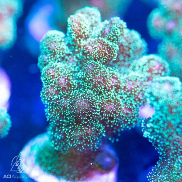 ACI Cultured Fuzzy Green Pocillopora Coral - SAQ Coral Farm