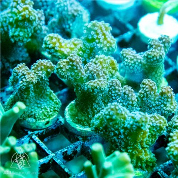 ACI Cultured Neon Green Birds Nest (Seriatopora Guttata) Coral - SAQ Coral Farm