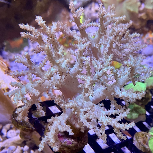 Green Sinularia Finger Leather Coral (Sinularia sp.) - SAQ Coral Farm