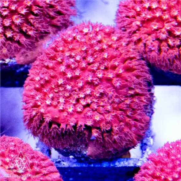 ACI Cultured Fireball Stylocoeniella Coral (3/4" - 1")  - SAQ Coral Farm
