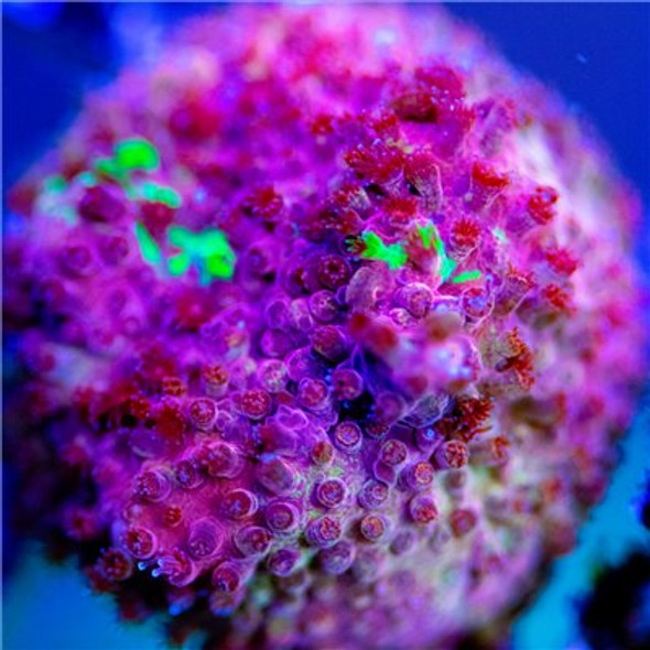 ACI Cultured Grafted Stylocoeniella Coral (3/4" - 1")  - SAQ Coral Farm