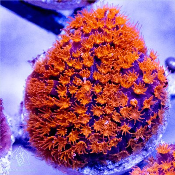 ACI Cultured Trick or Treat Stylocoeniella Coral (3/4" - 1")  - SAQ Coral Farm