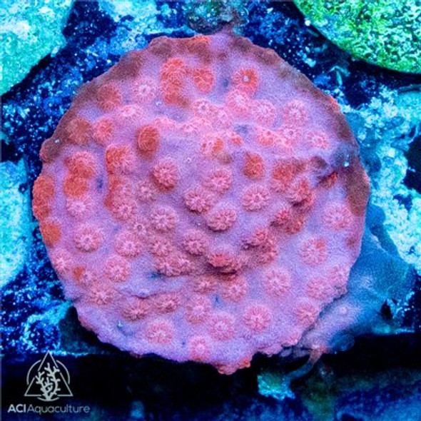 ACI Cultured Scream Tail Cyphastrea (3/4" - 1") - SAQ Coral Farm