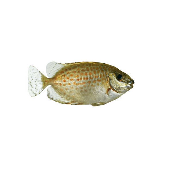 Captive-Bred Orange Spotted Rabbitfish (Siganus guttatus)- ORA