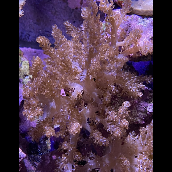 Sinularia Finger Leather Coral (Sinularia sp.) - SAQ Coral Farm