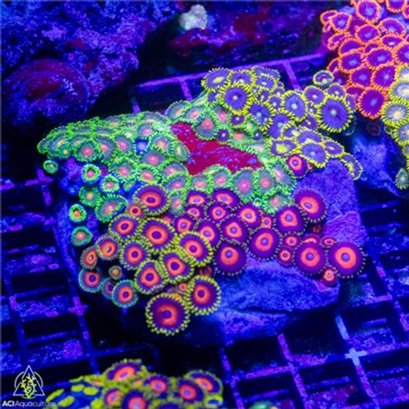 Fruity Zoa Rock Colony WYSIWYG - SAQ Coral Farm
