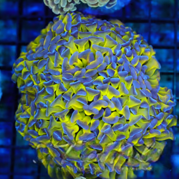 Purple Tip Green Hammer Colony WYSIWYG A1 - SAQ Coral Farm