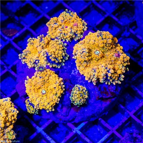 Tangerine Ricordea Yuma Colony WYSIWYG - SAQ Coral Farm Tangerine Ricordea Yuma Colony WYSIWYG - SAQ Coral Farm