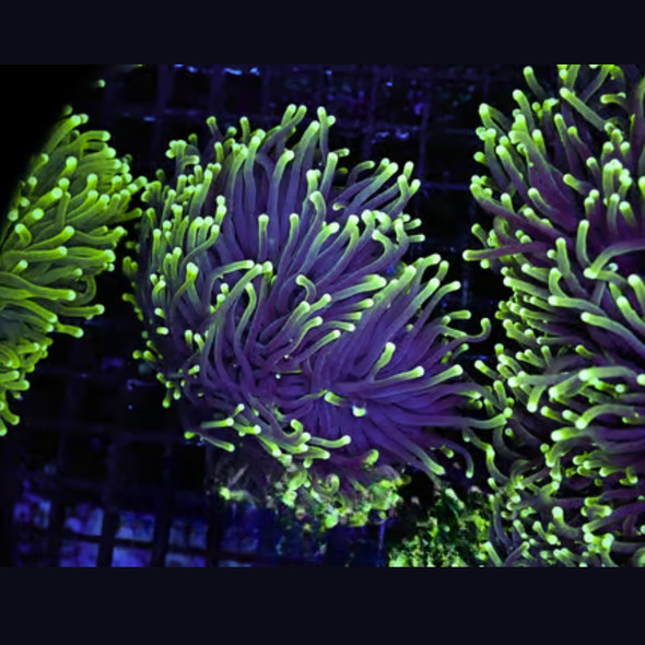 SaltwaterAquarium - Aquarium Supplies