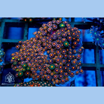 Purple Orange Zoa Colony WYSIWYG A1 - SAQ Coral Farm