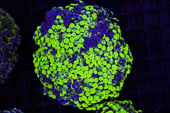 Neon Green Splatter Hammer Colony WYSIWYG A4 - SAQ Coral Farm