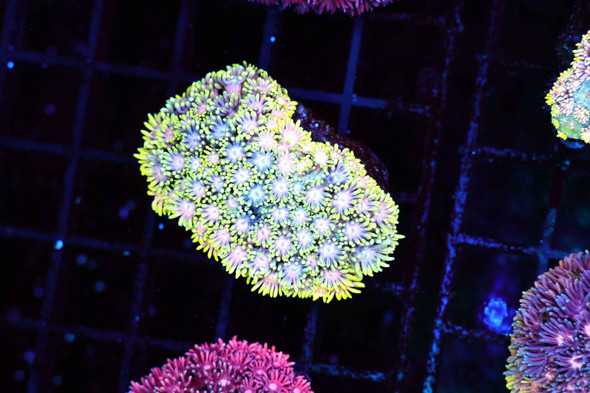 Bright Lemonade Goniopora WYSIWYG - SAQ Coral Farm