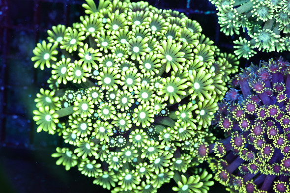 Yellow Green Goniopora Colony WYSIWYG - SAQ Coral Farm