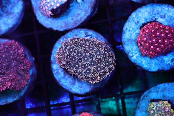 Purple And Pink Goniopora Colony WYSIWYG - SAQ Coral Farm
