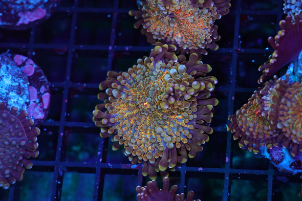 Bronze Yuma Mushroom WYSIWYG B3 - SAQ Coral Farm