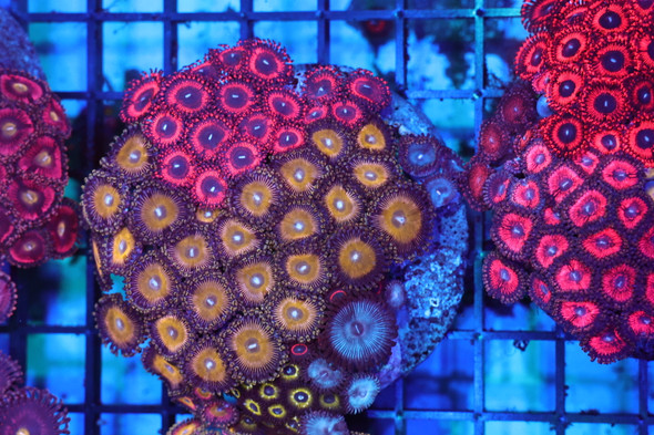 Red Yellow Combo Zoa Rock WYSIWYG - SAQ Coral Farm