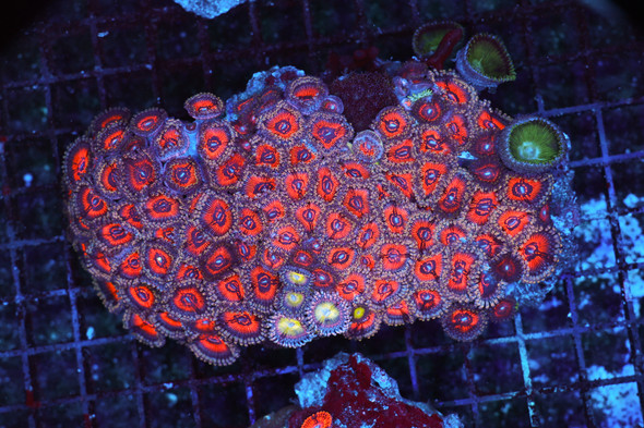 Blood Sucker Zoanthid Colony WYSIWYG - SAQ Coral Farm