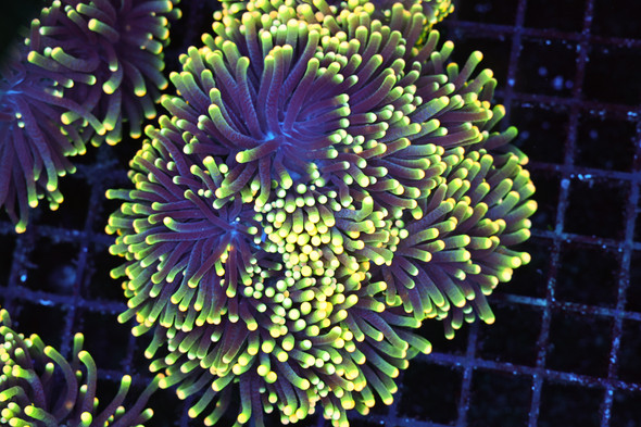 Gold Firework Torch Colony 10+ Heads WYSIWYG - SAQ Coral Farm