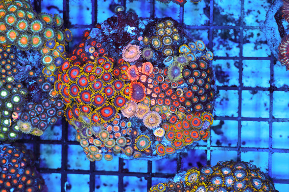 Multi-Zoanthid Combo Rock WYSIWYG C24 - SAQ Coral Farm