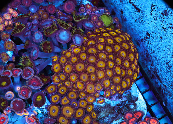 Pink Rim Yellow Zoanthid Colony WYSIWYG - SAQ Coral Farm