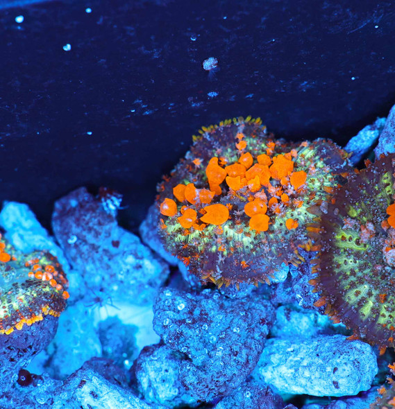 Sunkissed Bounce Mushroom WYSIWYG C8 - SAQ Coral Farm