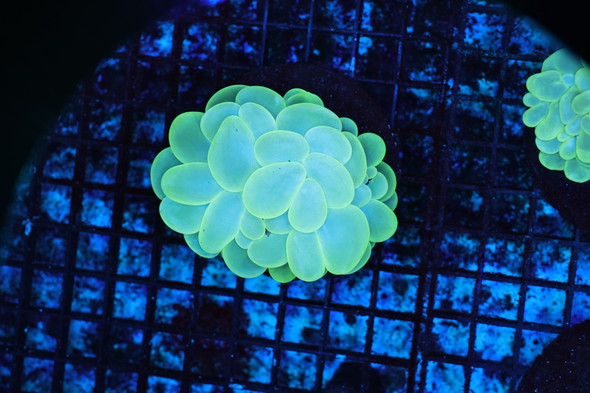 Neon Green Bubble Coral WYSIWYG A11 - SAQ Coral Farm