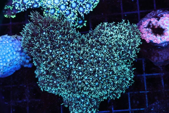 Green Goniopora Colony WYSIWYG A3 - SAQ Coral Farm
