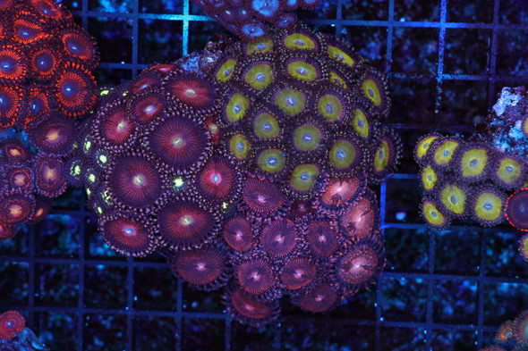 Zoanthid Combo Rock Colony WYSIWYG AA4 - SAQ Coral Farm