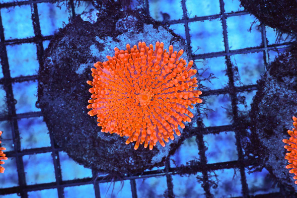 Magma Ricordea Mushroom WYSIWYG A1 - SAQ Coral Farm
