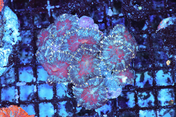 Red Rhodactis Mushroom Rock Colony WYSIWYG - SAQ Coral Farm