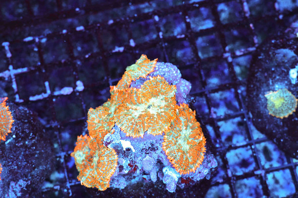 Powdered Orange Rhodactis Mushroom Colony WYSIWYG - SAQ Coral Farm