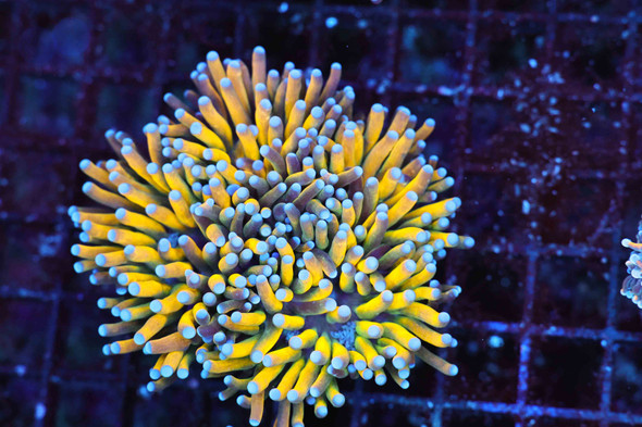 Golden Noodle Torch Colony 4+ Heads WYSIWYG - SAQ Coral Farm
