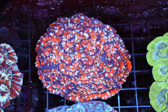 Purple Tiger Acan Colony WYSIWYG - SAQ Coral Farm