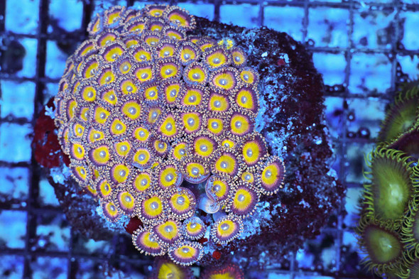 Hydra Dragon Zoanthid Colony WYSIWYG - SAQ Coral Farm