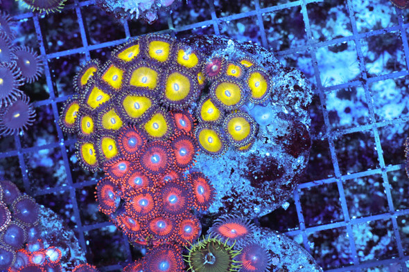 Multi-Zoanthid Combo Rock Colony WYSIWYG AA2 - SAQ Coral Farm