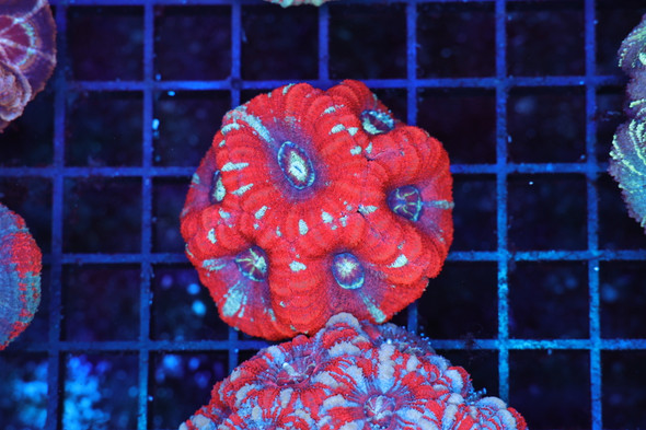 Seeping Rage Asian Acan Coral WYSIWYG - SAQ Coral Farm