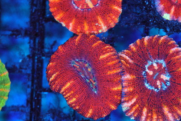 Red And Orange Button Scoly Coral WYSIWYG - SAQ Coral Farm