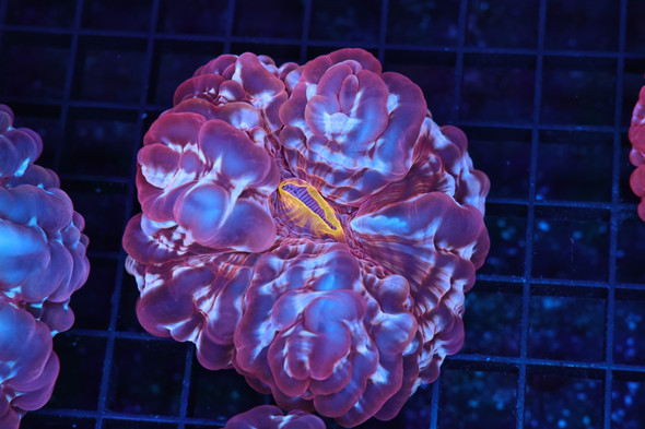 Purple Zebra Cynarina Coral WYSIWYG - SAQ Coral Farm