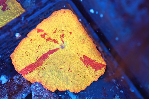 Jawbreaker Discosoma Mushroom WYSIWYG AB1 - SAQ Coral Farm