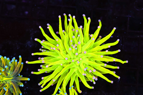 ULTRA Holy Grail Torch Coral WYSIWYG AA1 - SAQ Coral Farm
