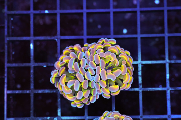 Tutti Frutti Hammer Coral WYSIWYG - SAQ Coral Farm