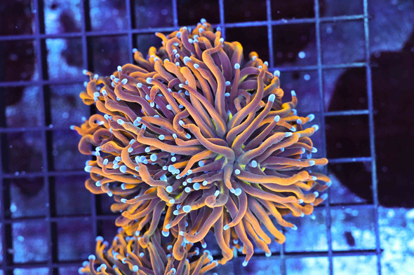 Nine Tails Torch 2+ Heads WYSIWYG - SAQ Coral Farm