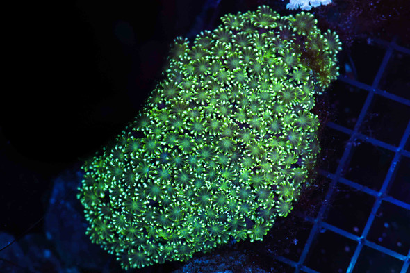 Green Goniopora Coral Colony WYSIWYG - SAQ Coral Farm