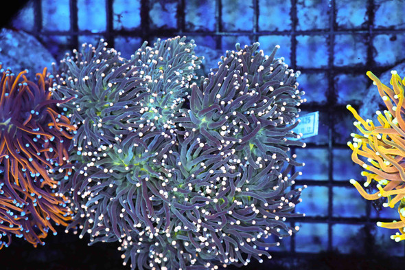 Blue Ice Torch Colony 6+ Heads WYSIWYG - SAQ Coral Farm