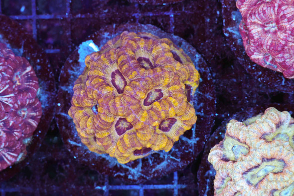 Stealth Tiger Asian Acan WYSIWYG - SAQ Coral Farm